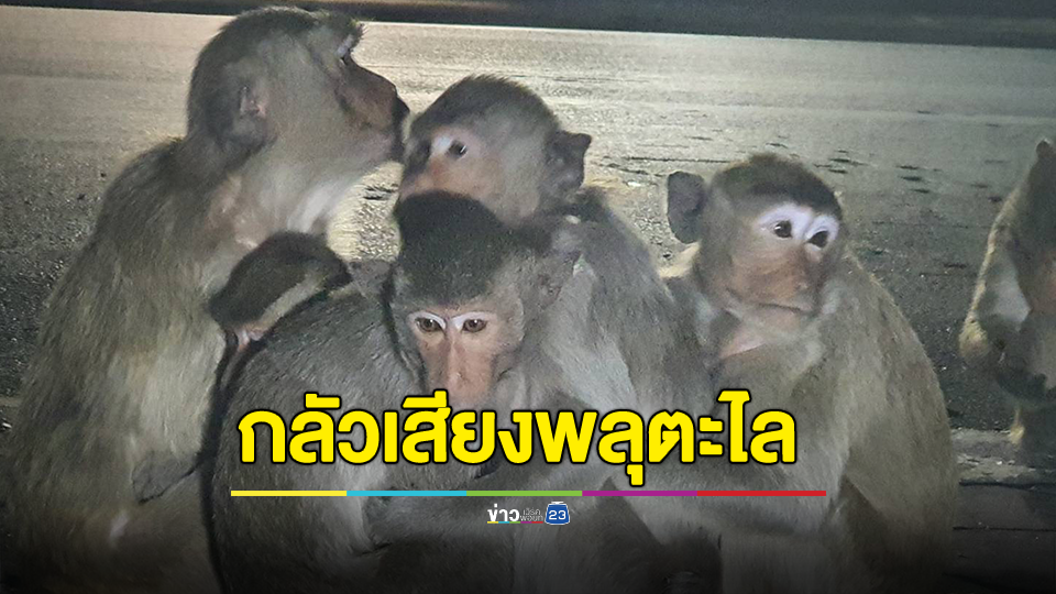 เวทนาฝูงลิงปรางค์สามยอดวิ่งลงถนนหนีตายกันอลหม่าน ลูกน้อยกอดแม่ตัวสั่น กลัวเสียงพลุตะไลไฟพะเนียงงานฤดูหนาว