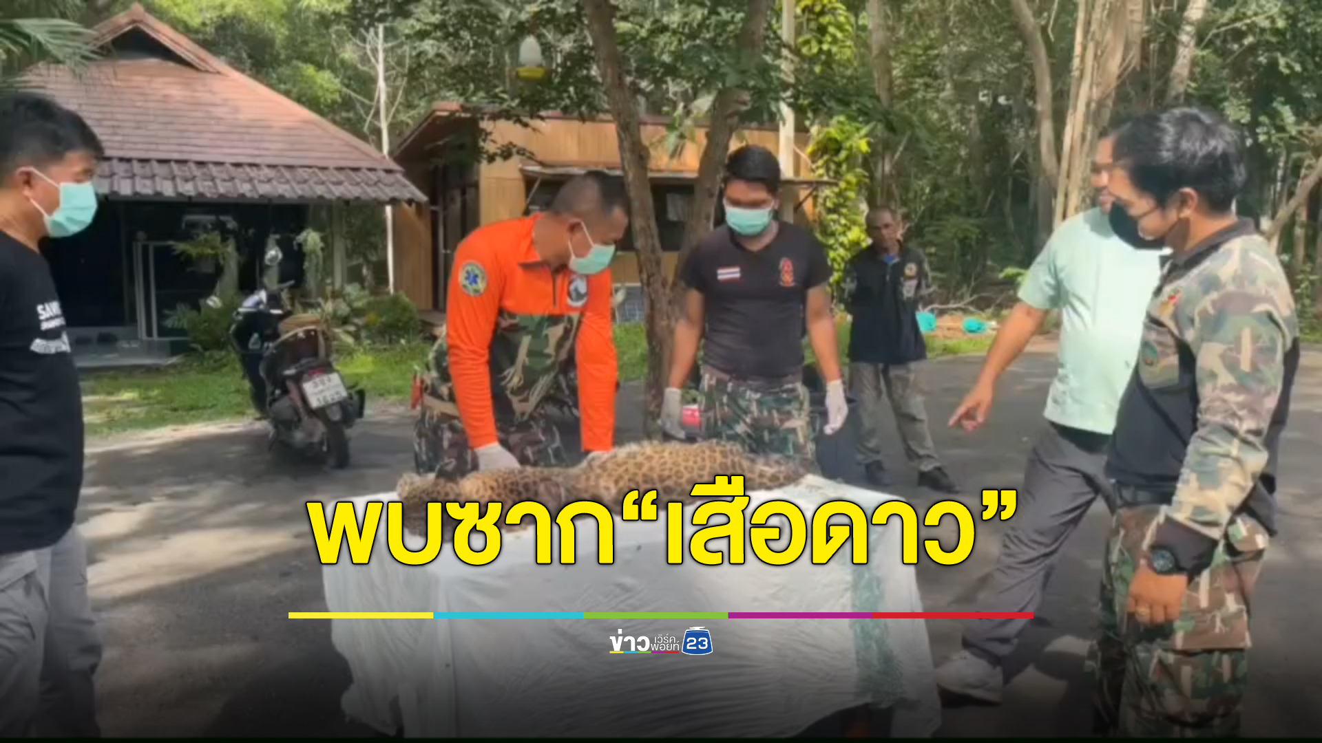 เศร้า! พบซากเสือดาวตายใต้พุ่มไม้กลางป่าแก่งกระจาน พบบาดแผลทั่วร่าง 42 แผล