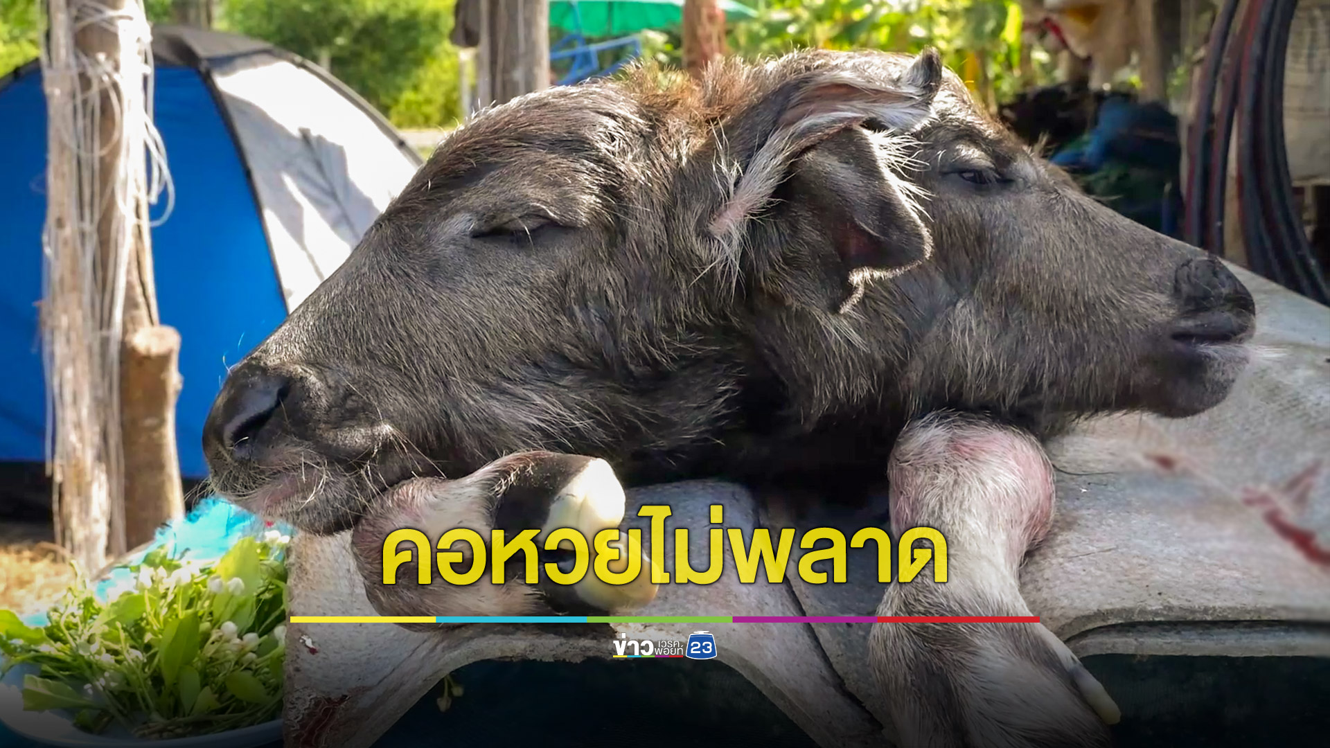 ฮือฮาควายออกลูก 2 หัว เชื่อจะนำโชคมาให้ ชาวบ้านแห่ขอเลขเด็ด
