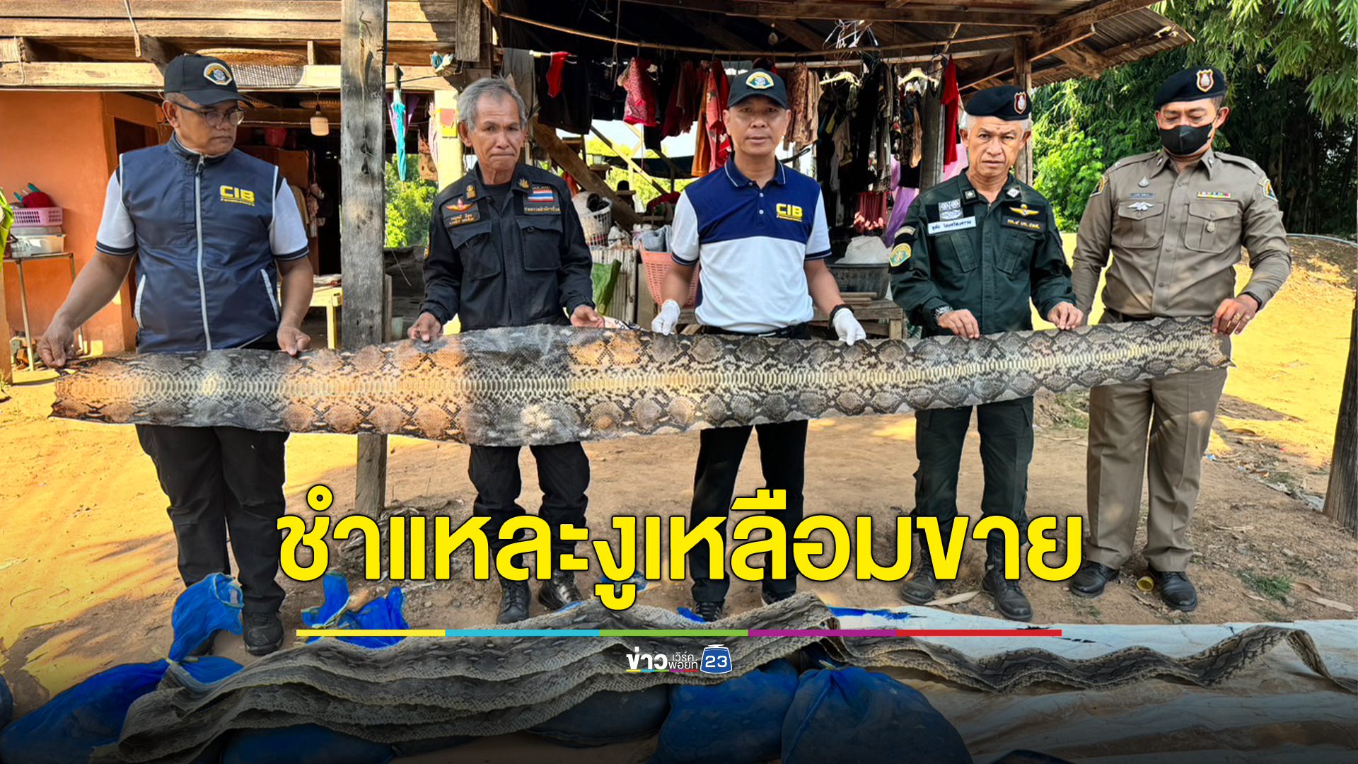 ปทส.บุกค้นบ้านเมืองพิจิตร แหล่งชำแหละงูเหลือมแยกชิ้นส่วนขาย