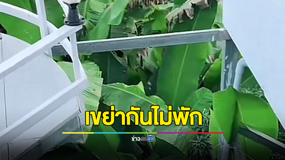 สาวฝากถึงผู้ประกอบการรีสอร์ต ไม่ควรเชื่อมคานห้องติดกัน ลั่น เขย่ากันไม่พัก สงสารข้างห้องหน่อย