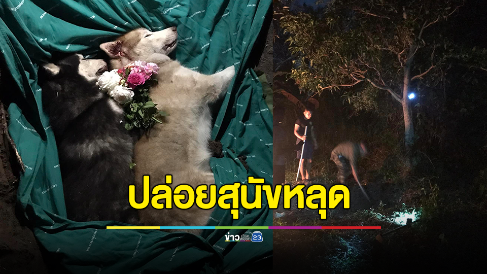 เจ้าของใจสลาย!!! เด็กแสบ 2 คน แอบปีนเข้าบ้านปล่อยสุนัขหลุดไปถนน สุดท้ายถูกรถชนตาย 2 ตัว