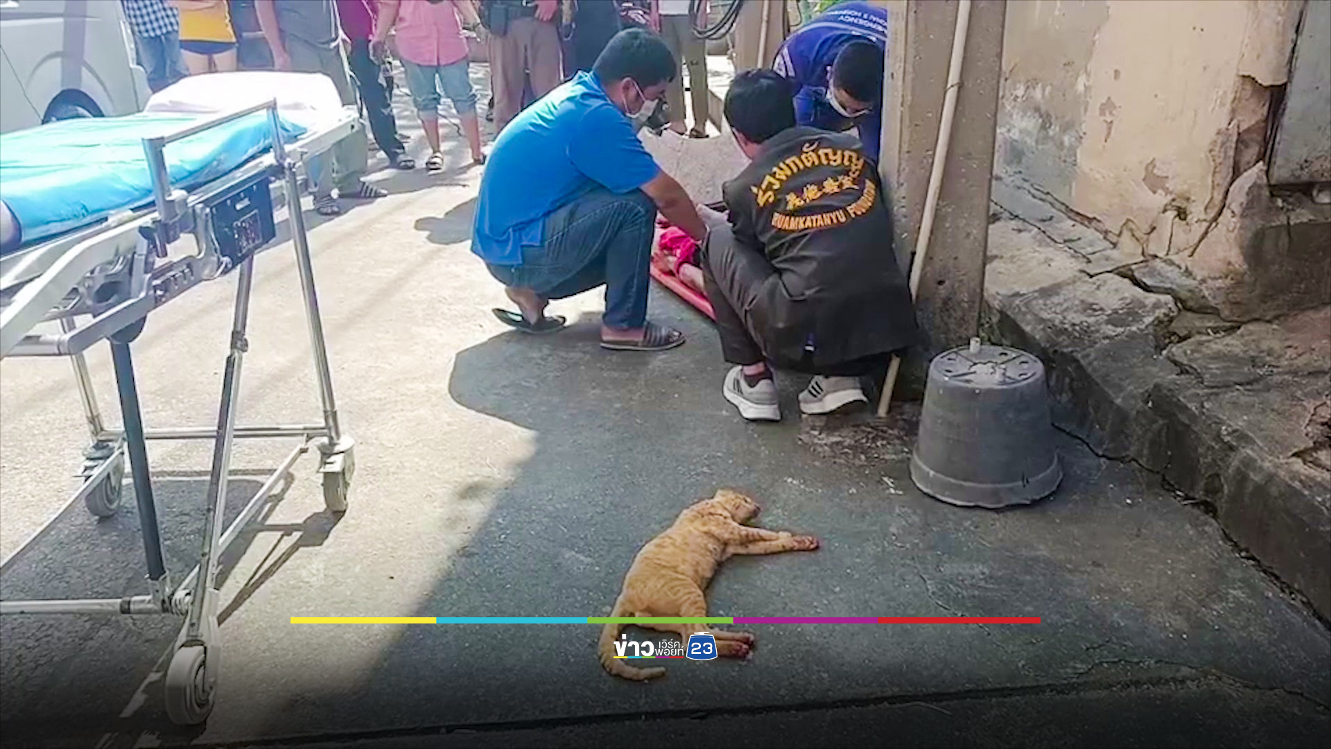 หนุ่มโรงงานเสี่ยงชีวิตปีนเสาไฟช่วยแมวที่ติดอยู่บนหม้อแปลง โดนไฟดูดหวิดดับ