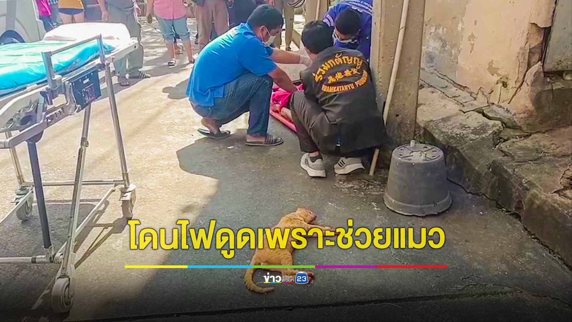 หนุ่มโรงงานเสี่ยงชีวิตปีนเสาไฟช่วยแมวที่ติดอยู่บนหม้อแปลง โดนไฟดูดหวิดดับ