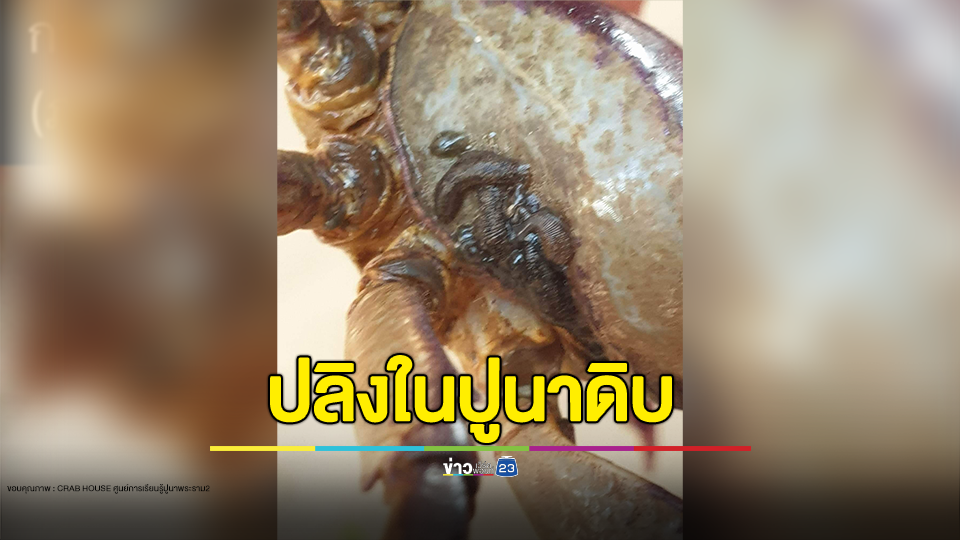 หมอหมู ไขข้อสงสัย เผลอทาน ปลิงในปูนาดิบ อันตรายหรือไม่?