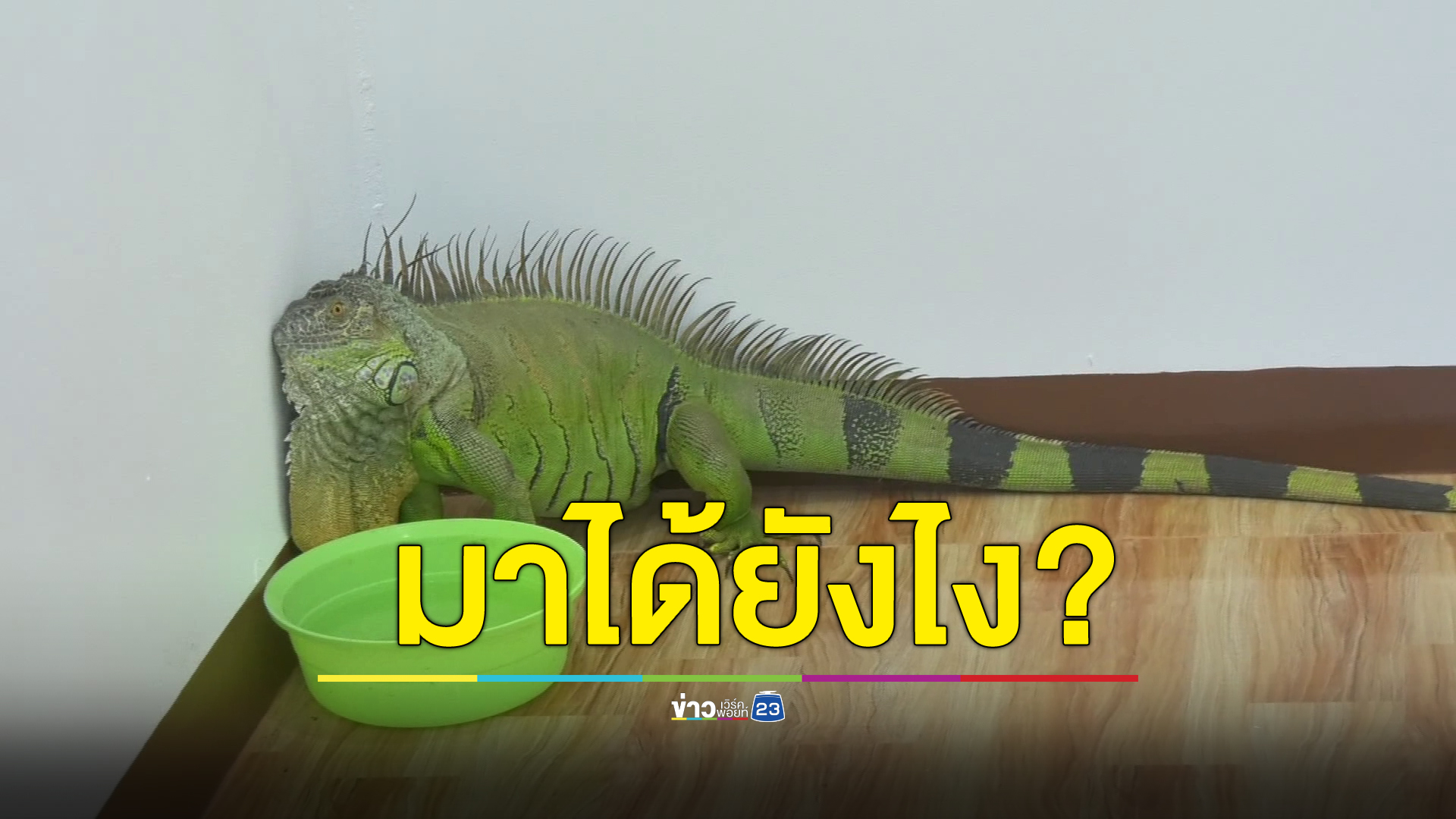 "อิกัวนา" ตัวใหญ่เพ่นพ่าน ชาวบ้านแจ้งตามหาเจ้าของด่วน