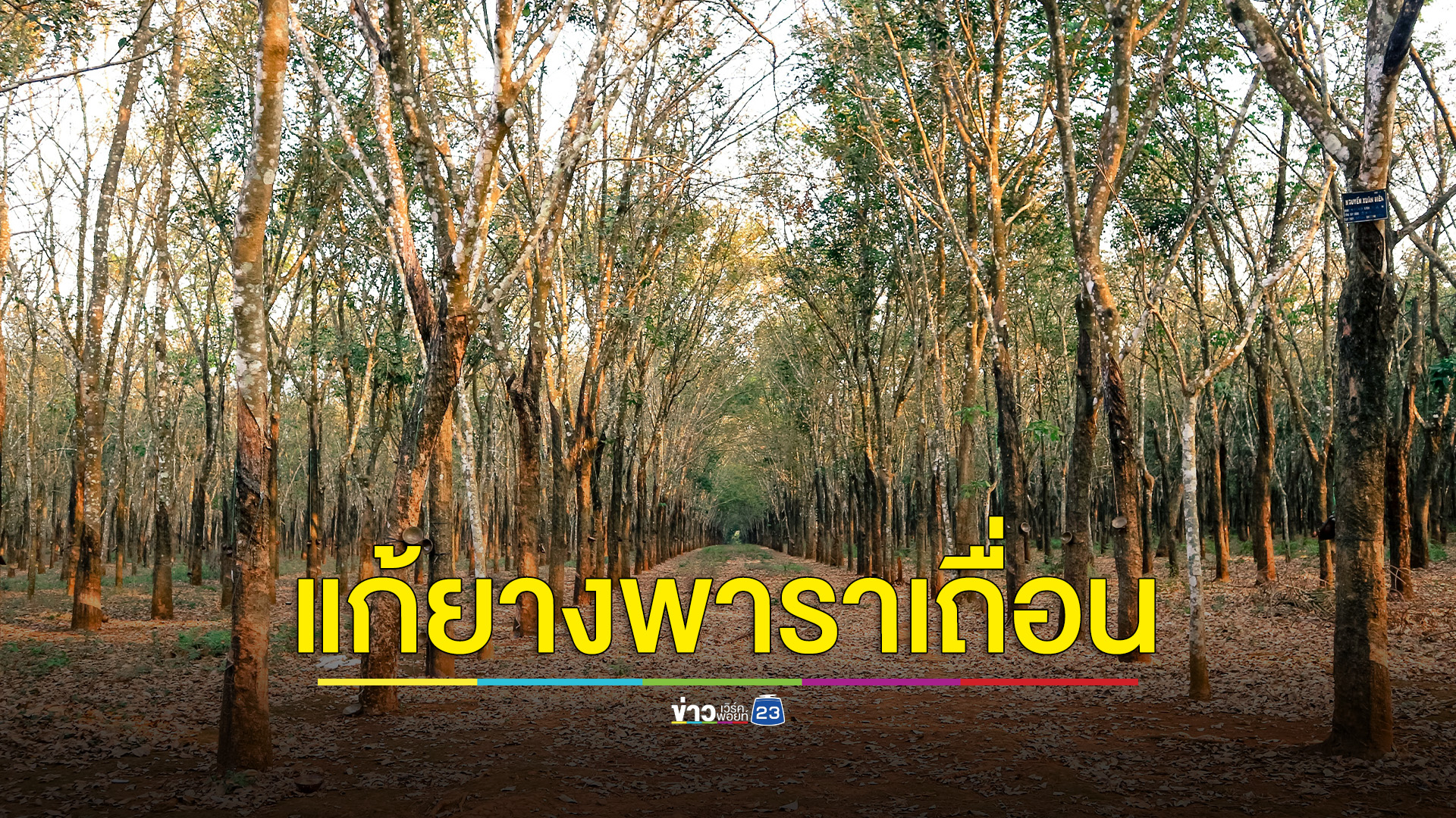 แก้ปัญหายางพาราเถื่อน นายกฯ เชื่อหากแก้ได้ราคายางเพิ่มขึ้นกิโลกรัมละ 5 บาท