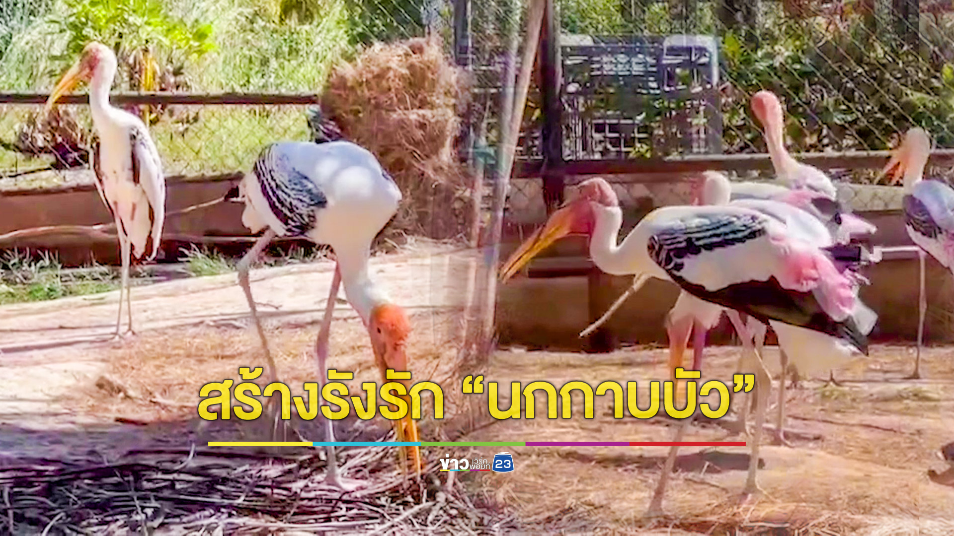 สร้างรังรักให้นกกาบบัว เตรียมพร้อมจับคู่ฤดูผสมพันธุ์