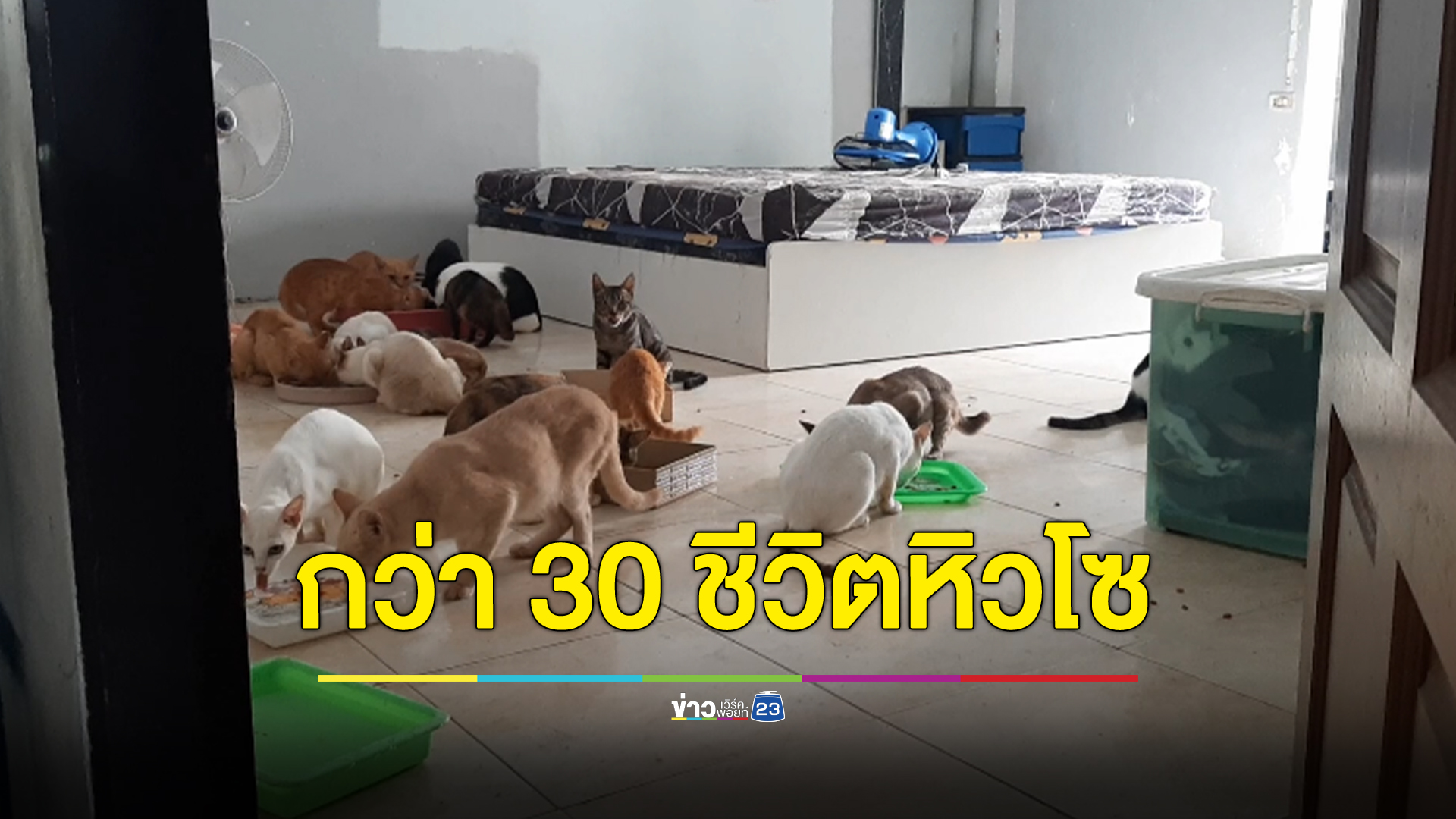 ผงะ!! เปิดห้องพักคอนโดเจอแมวกว่า 30 ตัว หิวโซ