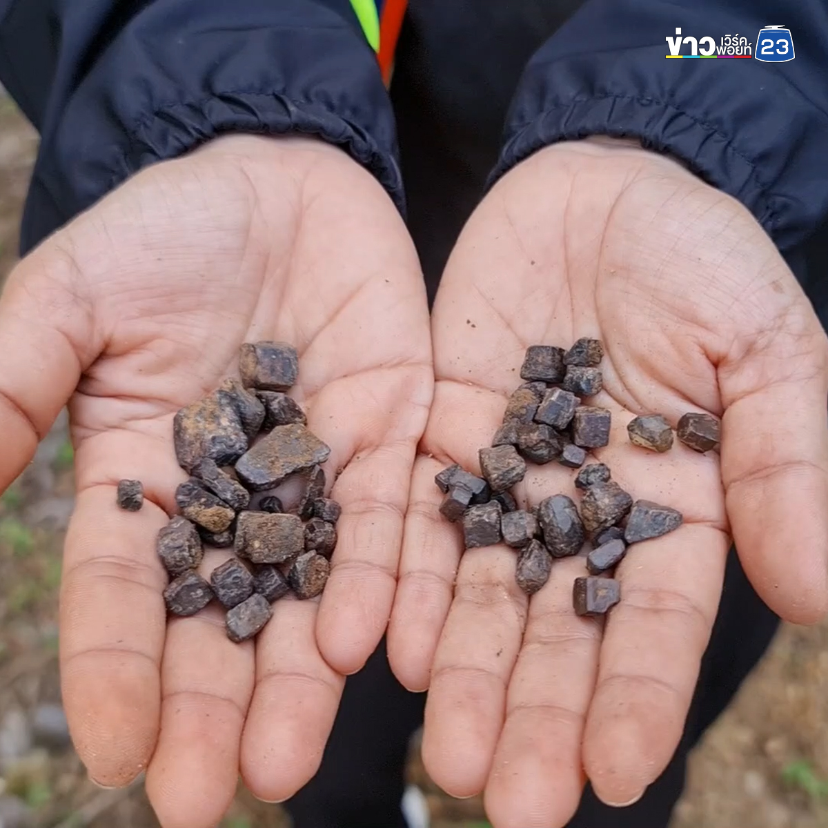 ชาวบ้านแห่เก็บ"ข้าวตอกพระร่วง"ของดีหายากสุโขทัยตำนานหลายร้อยปี