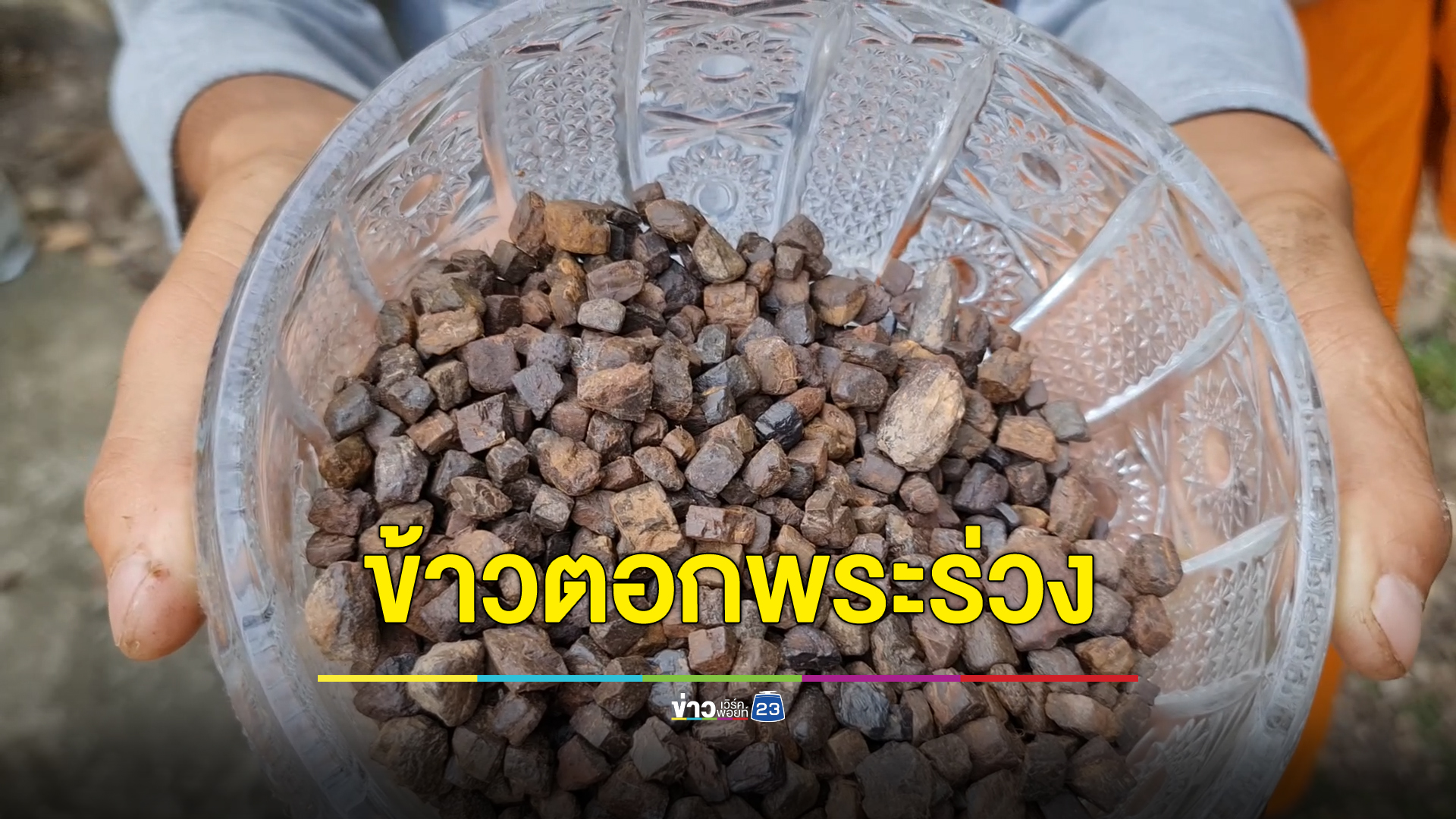 ชาวบ้านแห่เก็บ"ข้าวตอกพระร่วง"ของดีหายากสุโขทัยตำนานหลายร้อยปี