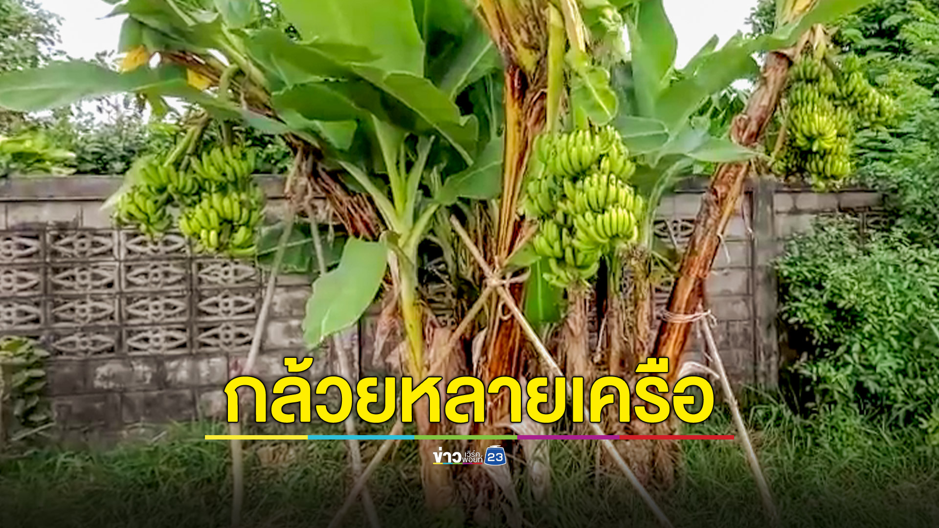 แปลก! กล้วยต้นเดียวออกหลายเครือ ชาวบ้านบอกไม่เคยเจอ คอหวยไม่พลาดแห่ตีเลขเด็ด