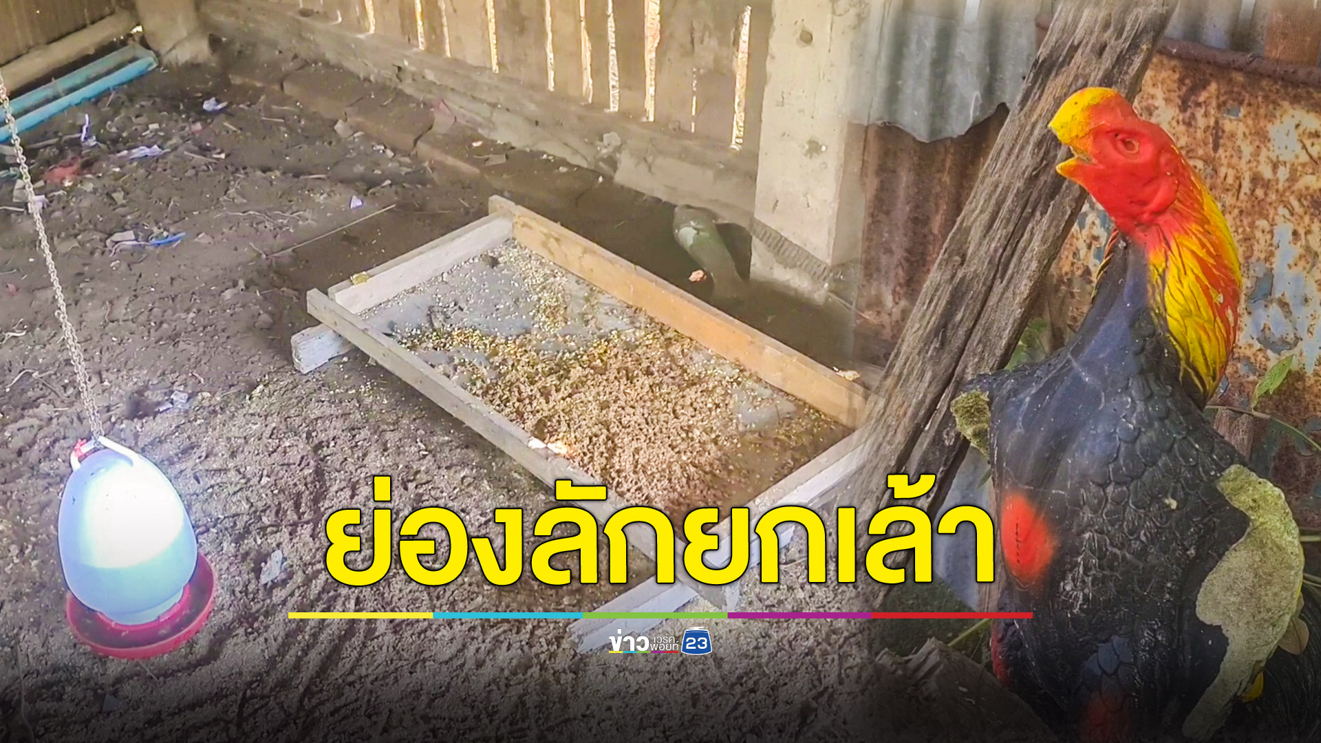 โจรแสบขโมยไก่ชนยกเล้ากว่า 50 ตัว อดีต ผญบ.สุดเศร้า เพาะพันธุ์มา 14 ปีไม่เคยเจอ