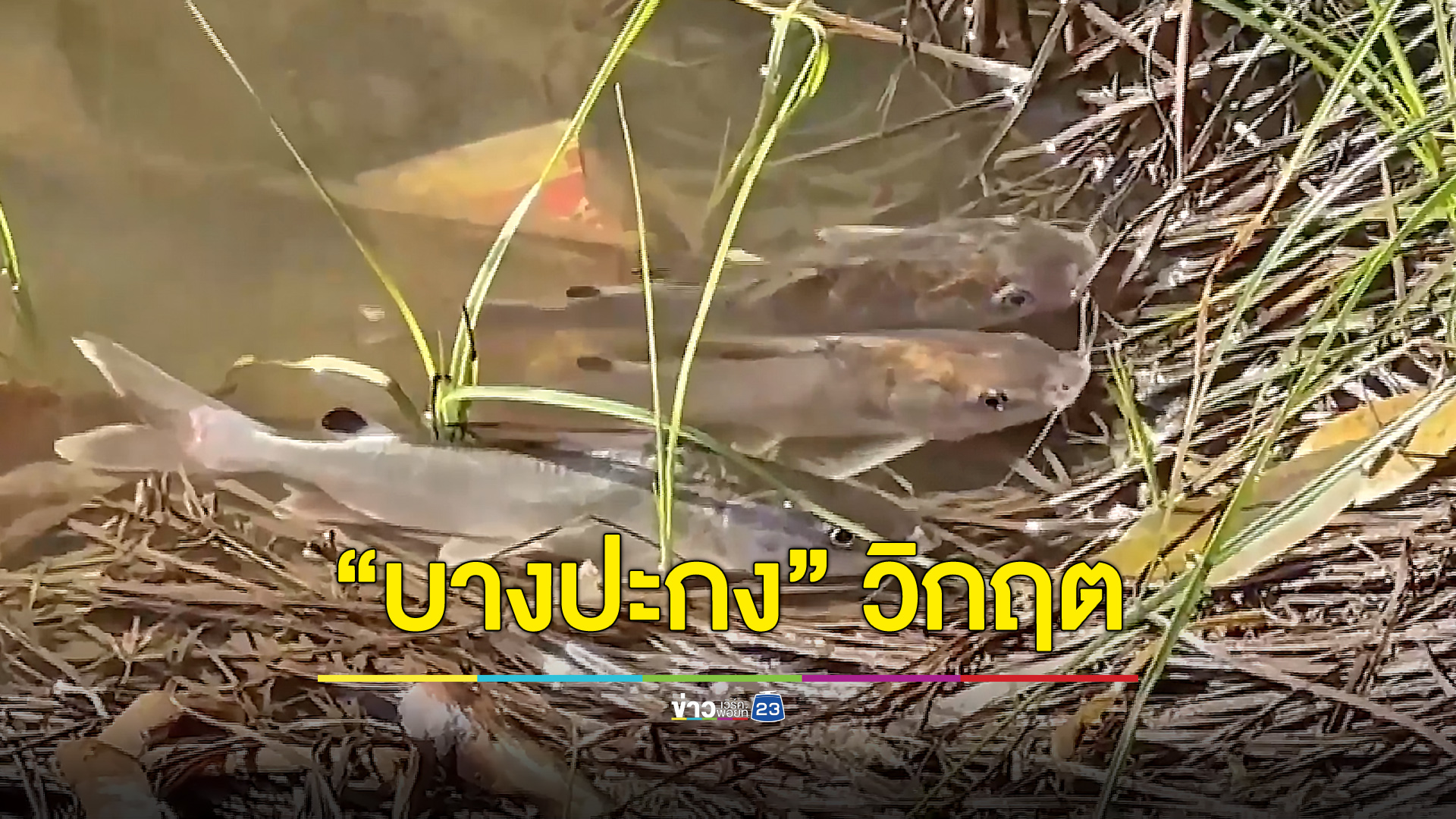 “บางปะกง” วิกฤต! สัตว์น้ำลอยคอหายใจเกลื่อน