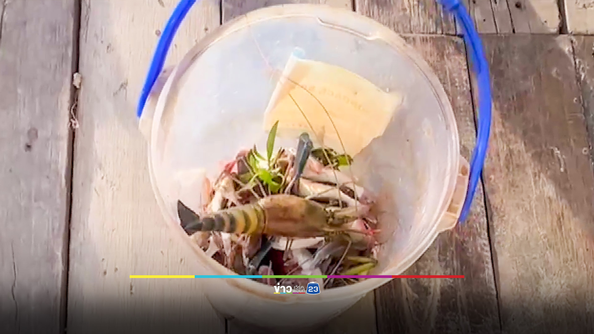 คนแห่จับปลา-กุ้งน็อกน้ำในแม่น้ำบางปะกง