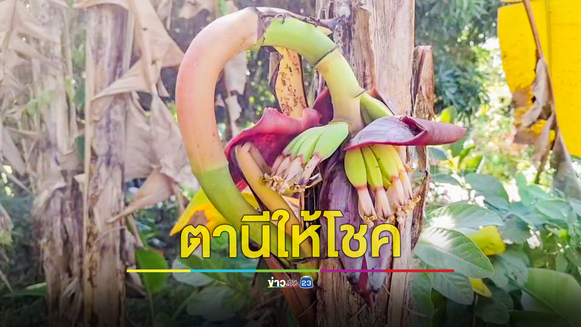 แห่ขอเลข!เจ้าแม่ตานีออกปลีแทงเครือกลางลำต้นให้เลขเด็ด 3 ตัวชัดๆ