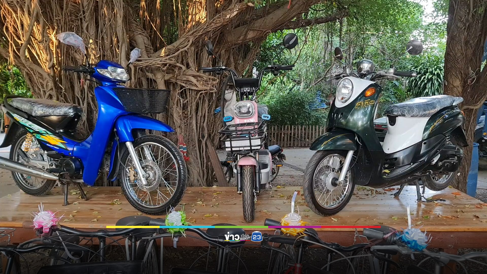 สอยดาวงานวัดแจกวัว! หมู-แพะ-ไก่ชน ก็มีให้ลุ้น