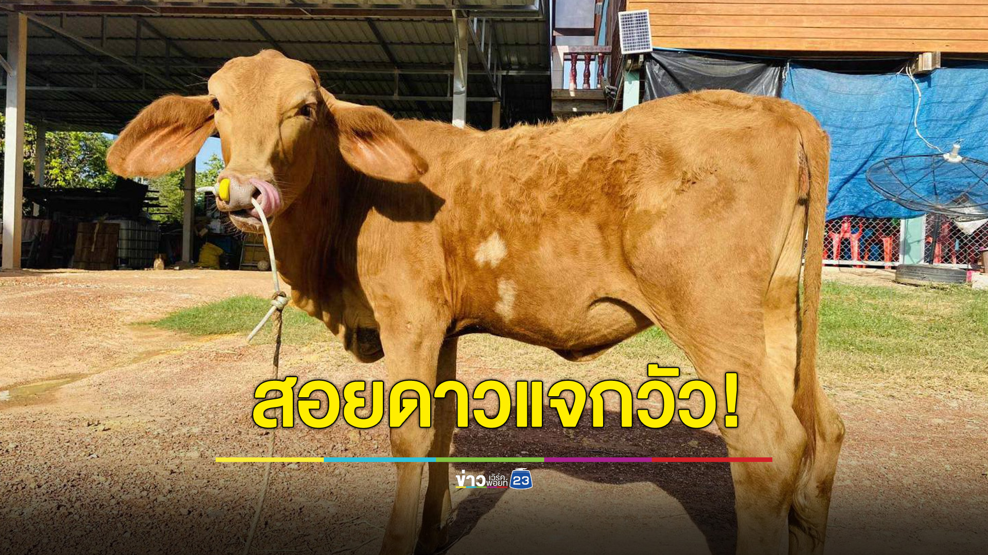 สอยดาวงานวัดแจกวัว! หมู-แพะ-ไก่ชน ก็มีให้ลุ้น
