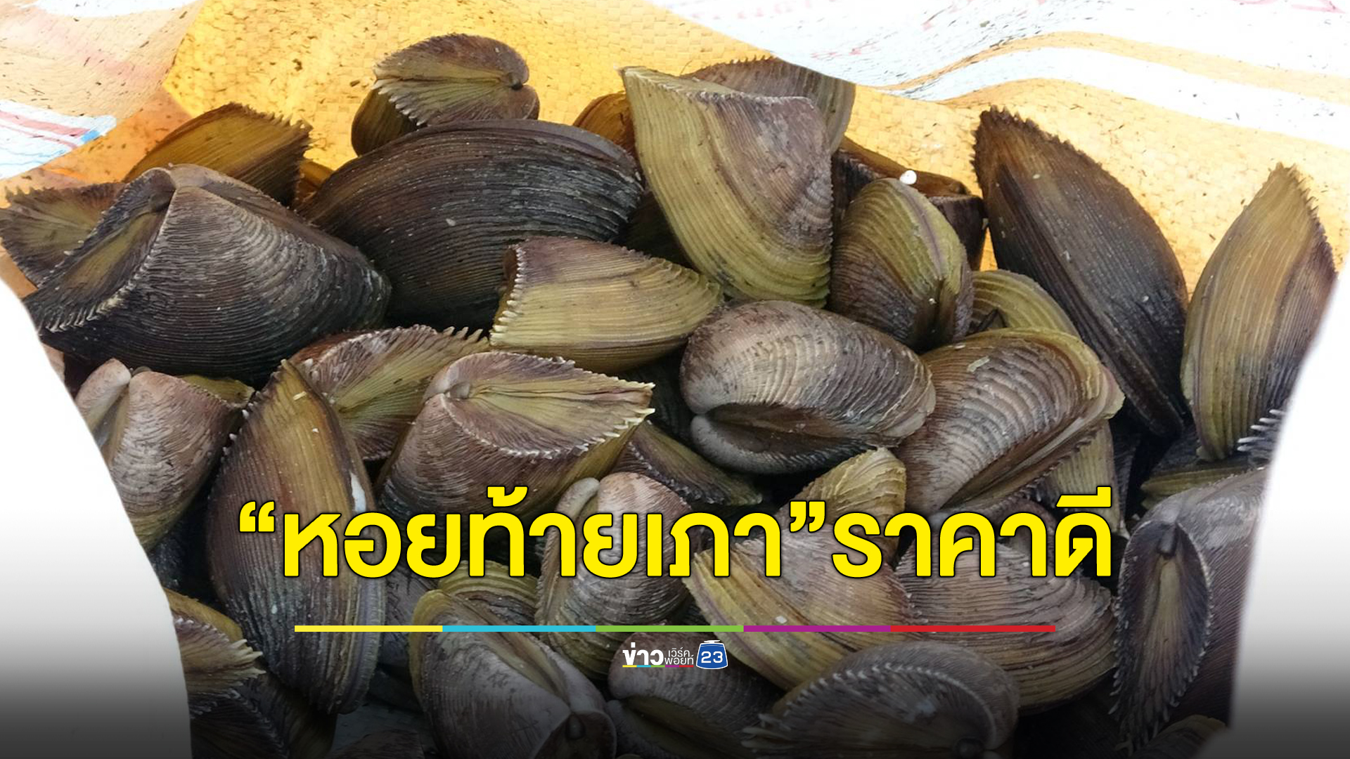 สตูลชาวบ้านลงดำหา"หอยท้ายเภา"ขายราคาดีกก.ละ 500 บาท ส่งขายถึงไกลถึงฮ่องกง