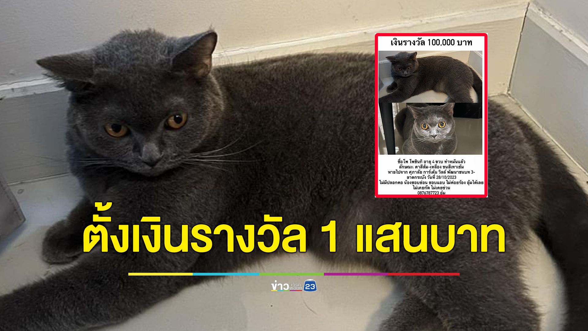 ประกาศตามแมวตัวโปรด ตั้งรางวัล 1 แสนบาท