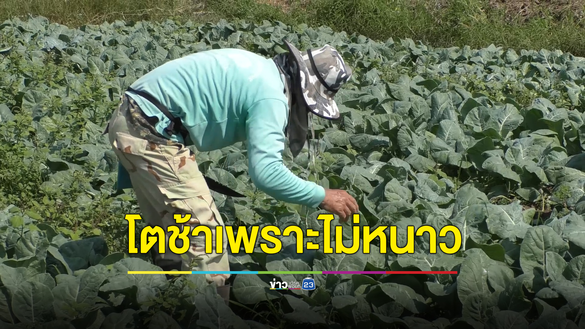 อากาศไม่หนาวทำผักโตช้า เกษตรกรเร่งมือดูแล