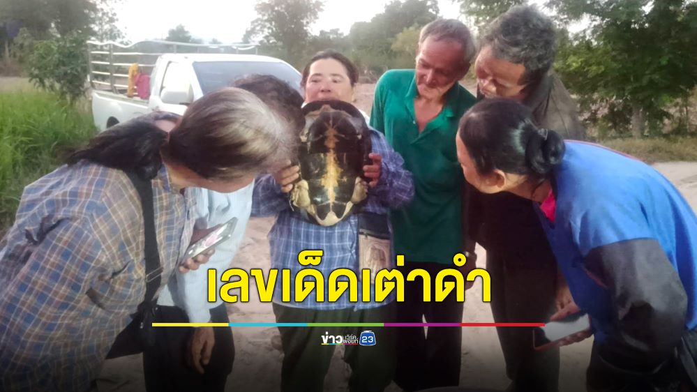 ฮือฮา! เต่าดำมีลายคล้ายยันต์มหาอำนาจ คอยหวยไม่พลาดส่องเลข