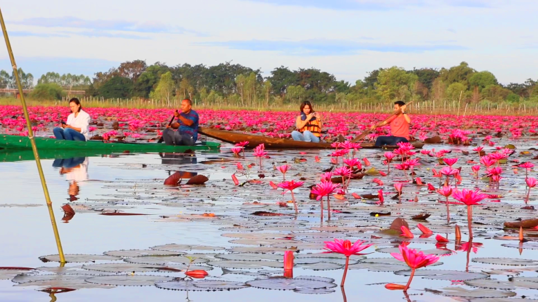 วิวสวยสุดว้าว! ทะเลบัวแดงหนองคอกช้าง บานสะพรั่งดึงดูดผู้คนล่องเรือชมความงาม