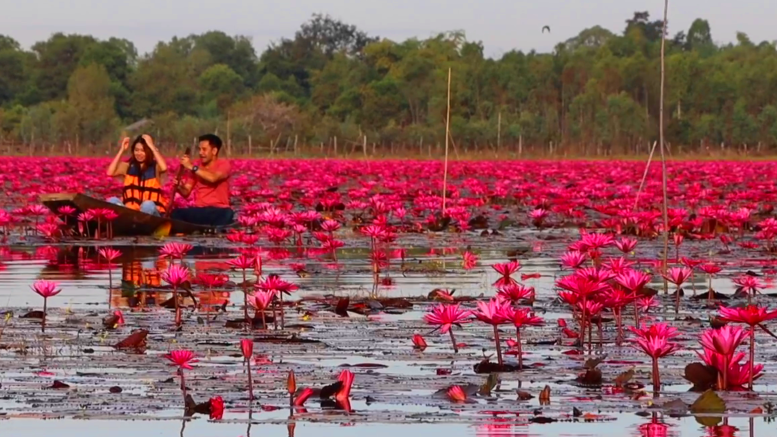 วิวสวยสุดว้าว! ทะเลบัวแดงหนองคอกช้าง บานสะพรั่งดึงดูดผู้คนล่องเรือชมความงาม