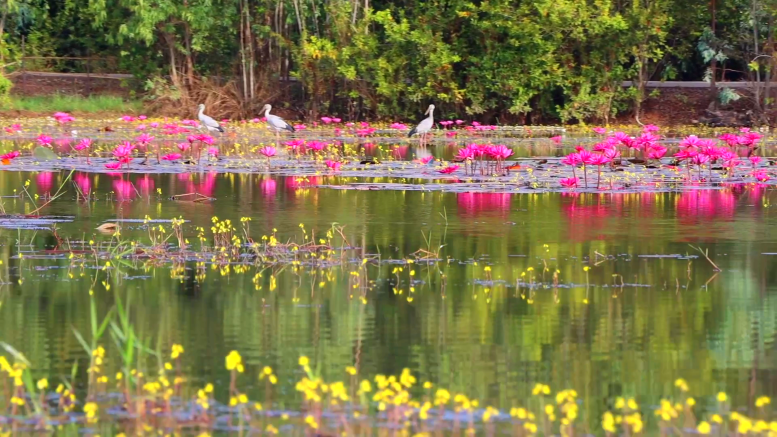 วิวสวยสุดว้าว! ทะเลบัวแดงหนองคอกช้าง บานสะพรั่งดึงดูดผู้คนล่องเรือชมความงาม