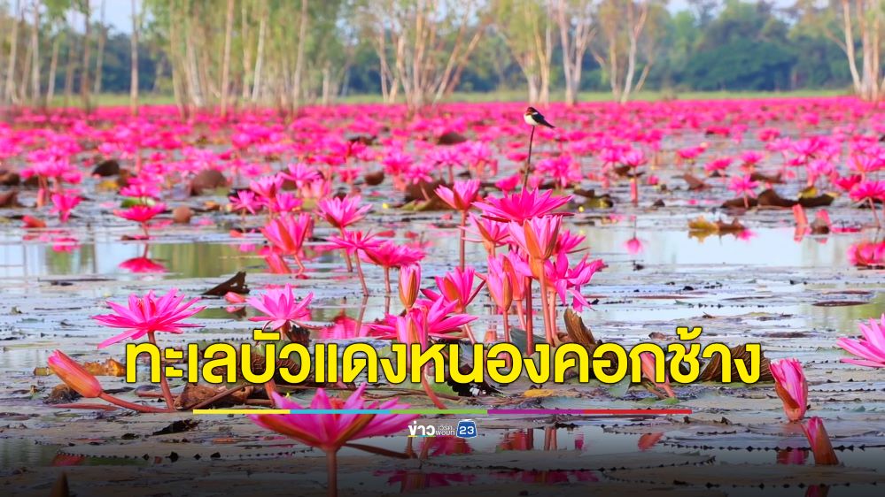 วิวสวยสุดว้าว! ทะเลบัวแดงหนองคอกช้าง บานสะพรั่งดึงดูดผู้คนล่องเรือชมความงาม