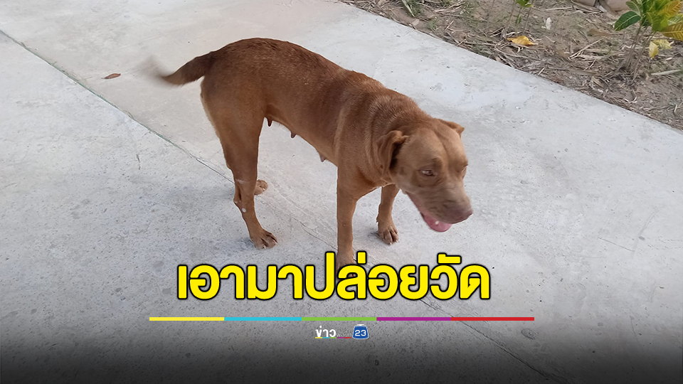 มารับไปเลี้ยงได้! หลวงพี่หัวจะปวด โยมเอาสุนัขพิตบูลกัดวัวชาวบ้านตาย 2 ตัวมาปล่อยไว้ที่วัด