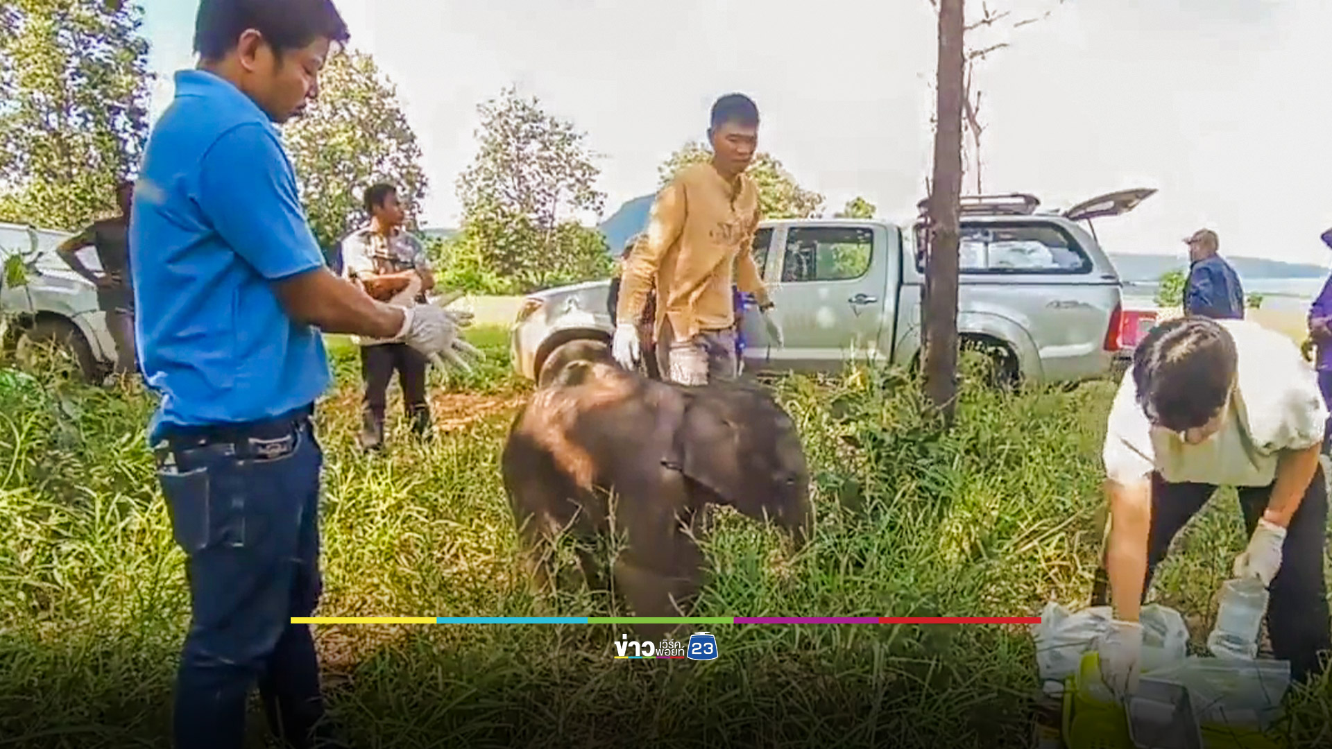 ผ่าพิสูจน์ “น้องเดือน” ลูกช้างป่าทับลานหลงโขลง หลังล้มกลับดาวช้างช่วงเช้ามืด