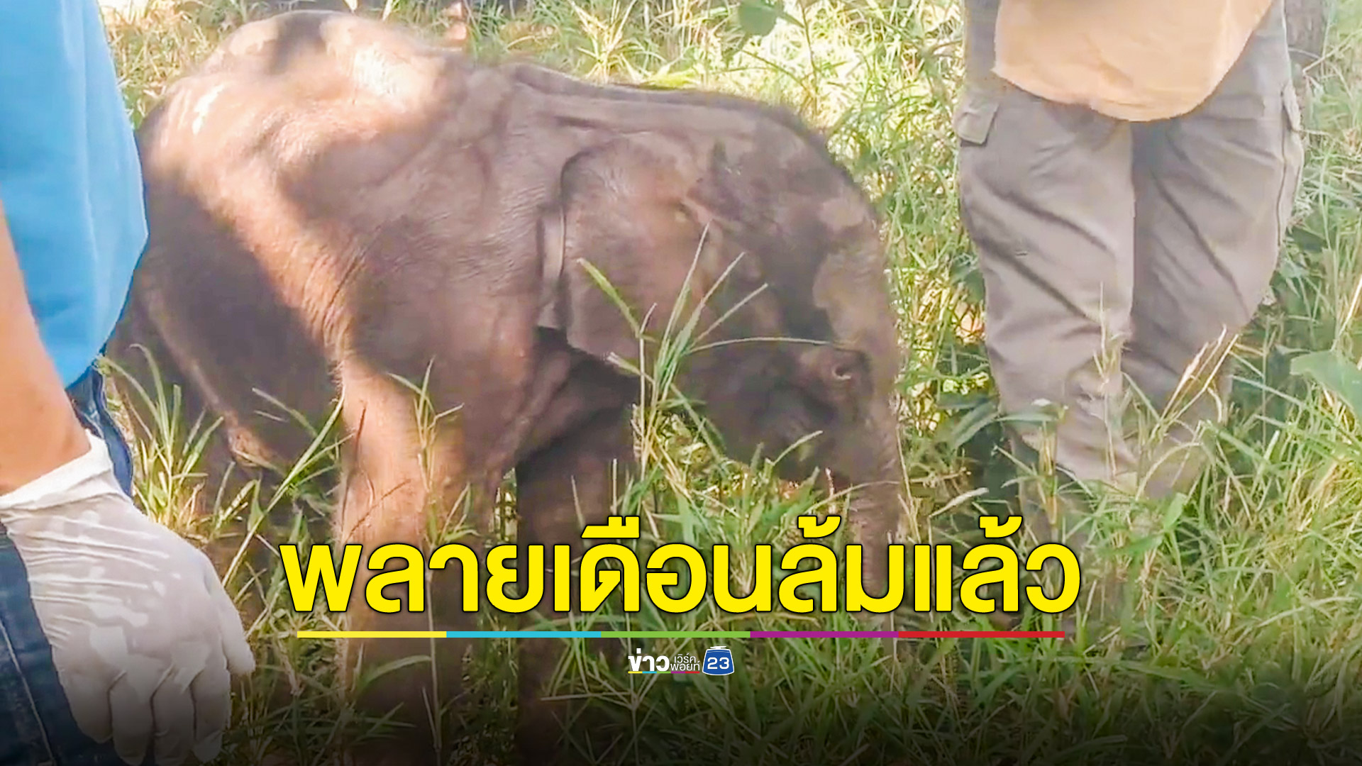 ผ่าพิสูจน์ “น้องเดือน” ลูกช้างป่าทับลานหลงโขลง หลังล้มกลับดาวช้างช่วงเช้ามืด