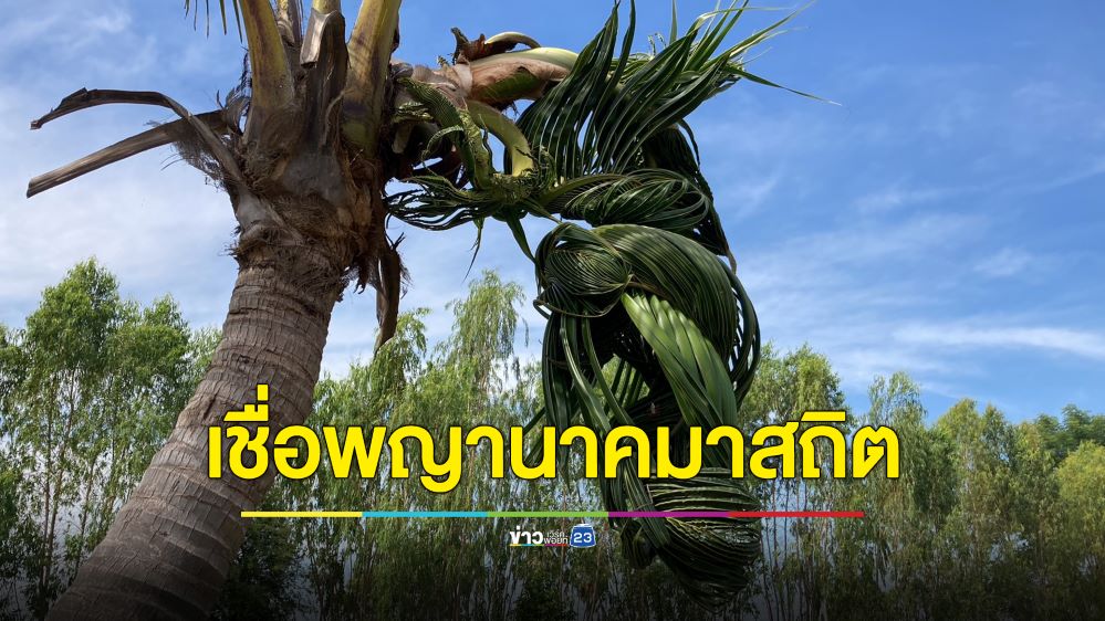 ฮือฮา!ยอดมะพร้าวคล้ายเศียรพญานาค เผยให้โชคมาแล้วหลายงวด