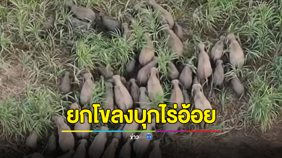 ช้างป่ากว่า 100 ตัว บุกไร่อ้อยชาวบ้าน ทำให้เดือดร้อน