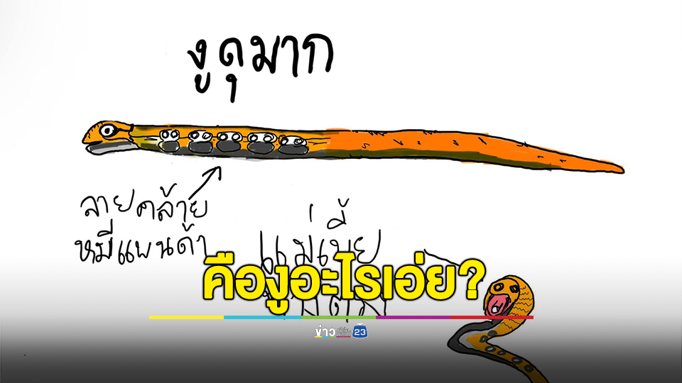 คืองูอะไรเอ่ย? ดุมาก ลายคล้ายหมีแพนด้า