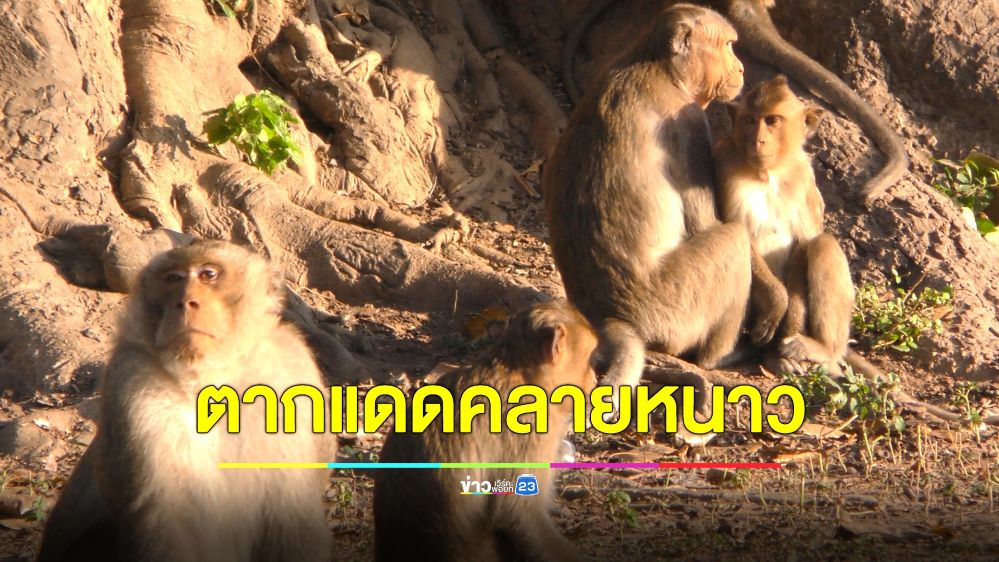 อุณหภูมิลดฮวบ ฝูงลิงต้องหนีหนาวลงจากยอดไม้ นั่งผิงแดดให้ตัวอุ่น