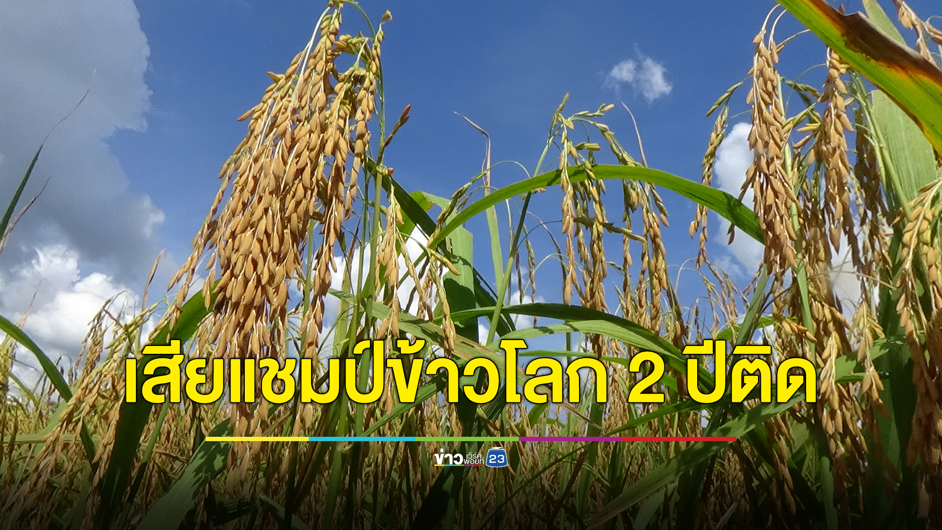 ไทยพลาดแชมป์พันธุ์ข้าวที่ดีที่สุดในโลก 2 ปีติด ข้าวพันธุ์ ST25 เวียดนาม ผงาดคว้าแชมป์ โค่นกัมพูชาแชมป์เก่า