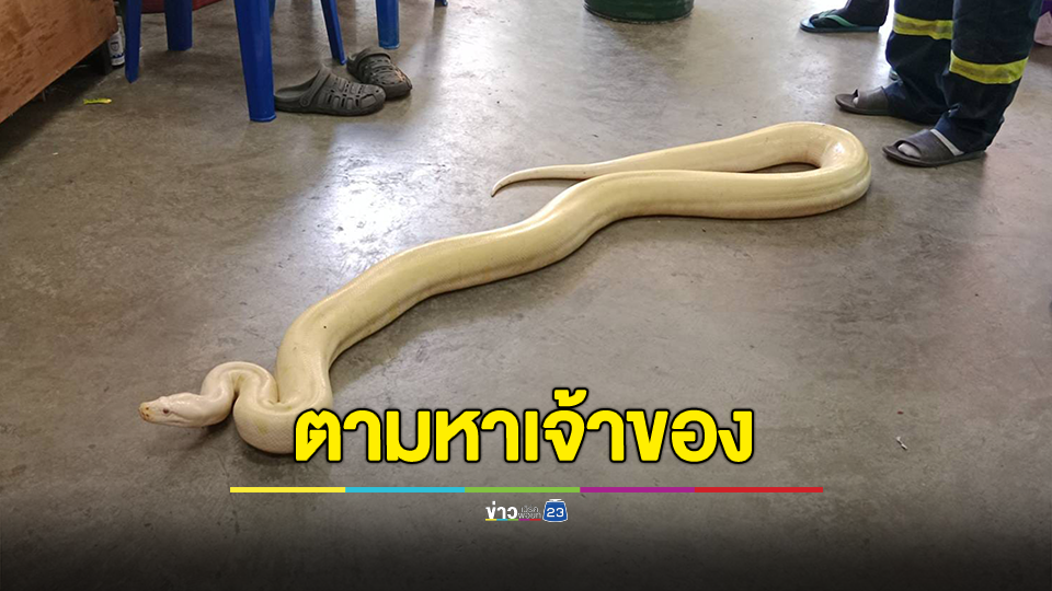 ประกาศ! ตามหาเจ้าของน้อง คาดหนีออกจากบ้าน วอนฝากแชร์
