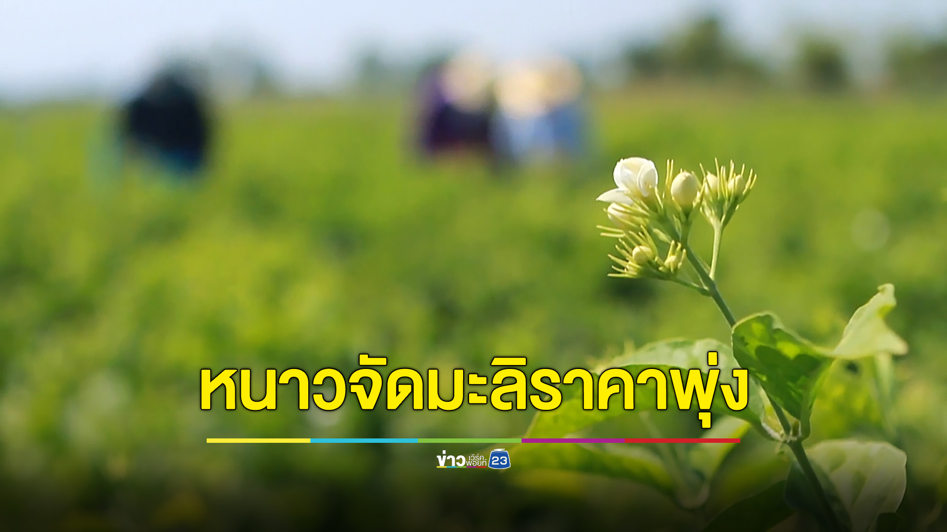 อากาศหนาวจัดมะลิไม่ออกดอก ราคาพุ่งทะลุ 1,000 บ./กก.