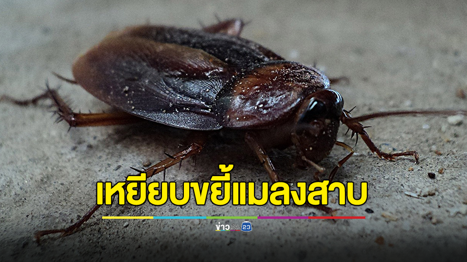 หมอหมู โพสต์ WHO เตือนเหยียบขยี้แมลงสาบ ทำให้เสี่ยงต่อสุขภาพ