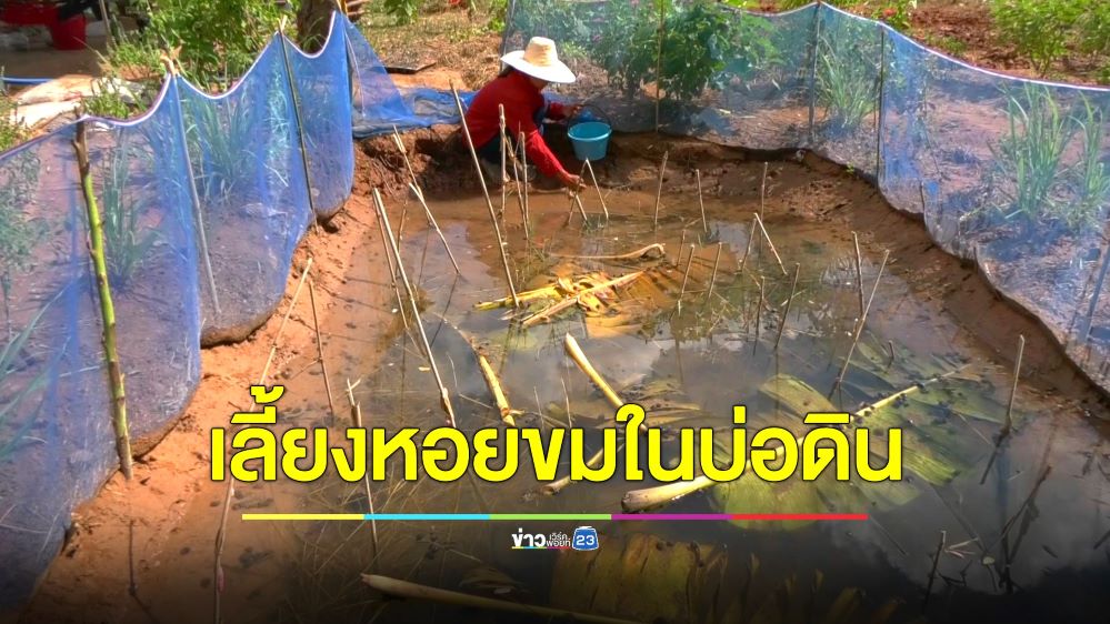 สาวโคราชขุดบ่อดินหลังบ้านเลี้ยงหอยขมโตเร็ว ลงทุนน้อย รายได้งาม