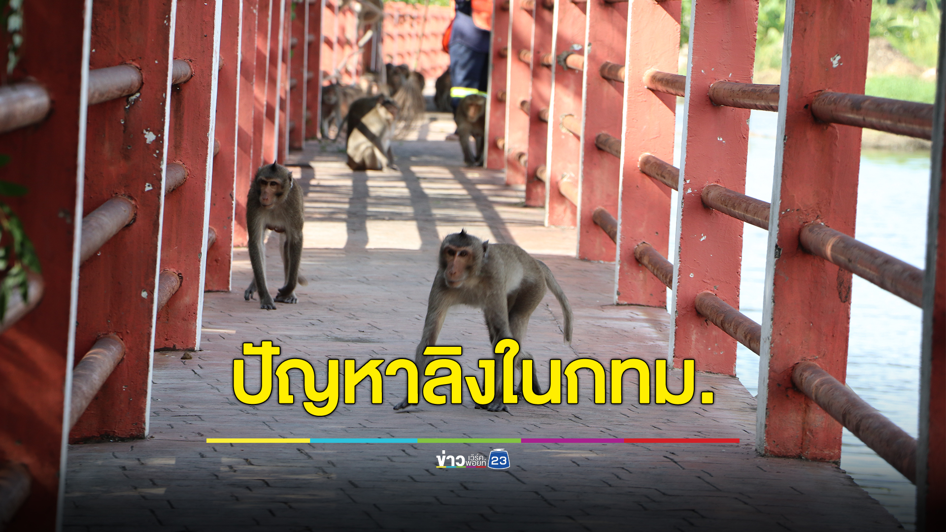 ชาวกทม. 4 จุด เผชิญปัญหาลิง วางมาตรการ 2 ระยะแก้ไข