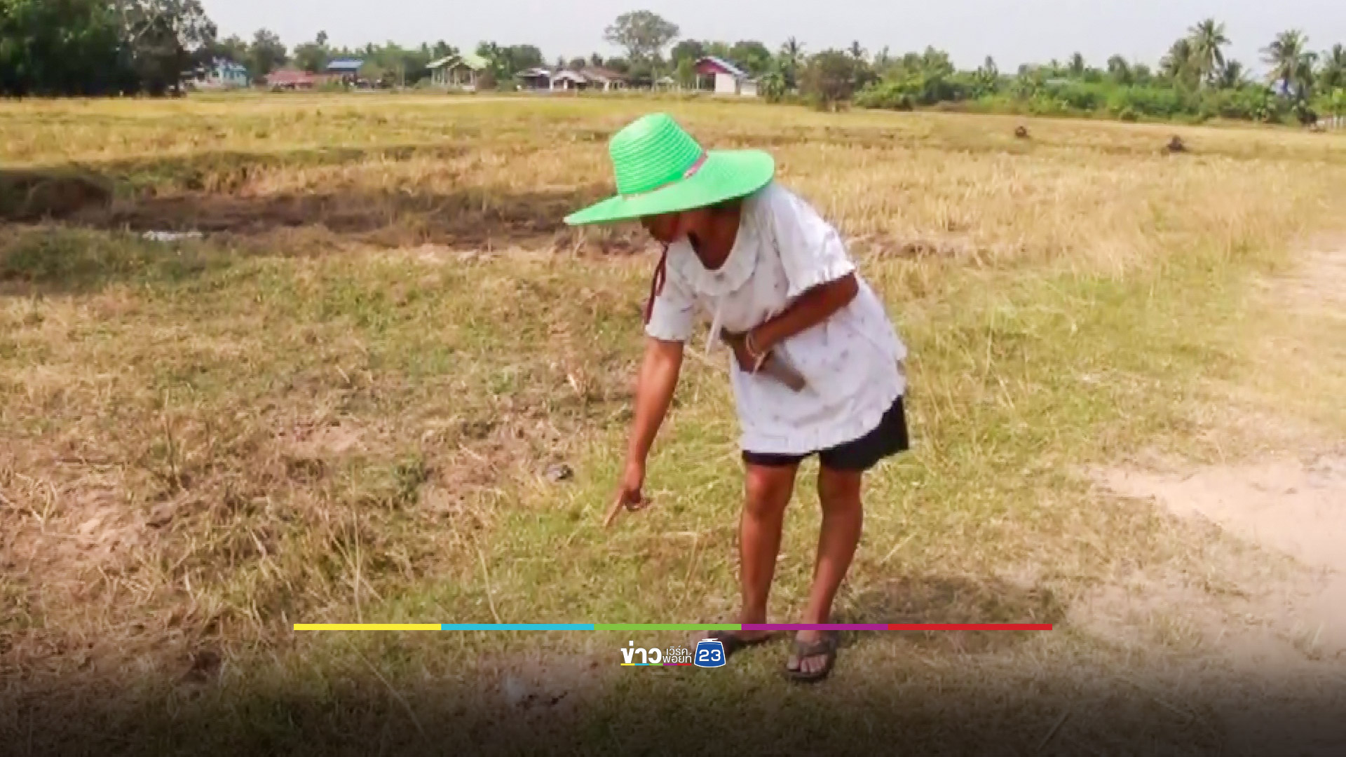 ป้าจูงวัวหลบแดดใต้ต้นไม้เหยียบระเบิดปริศนา วัวขาฉีก เจ้าของหวิดโดนด้วย