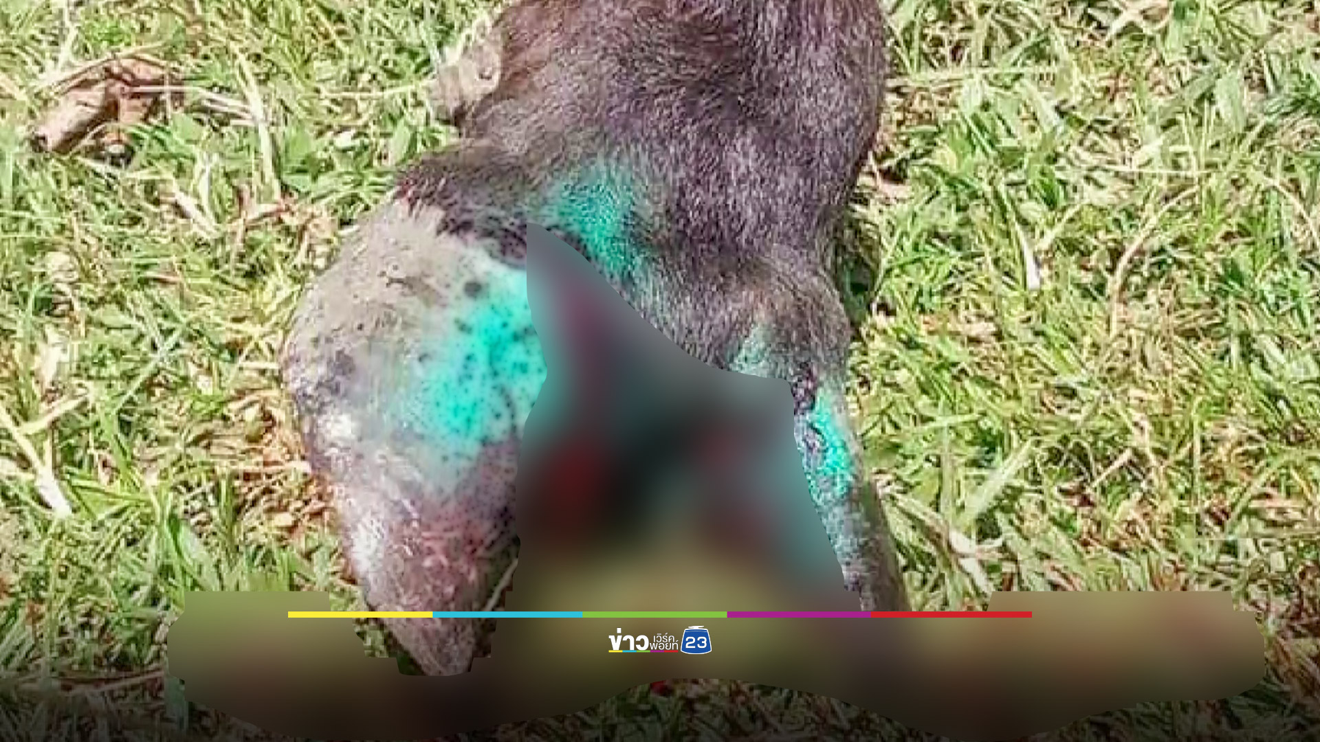 ป้าจูงวัวหลบแดดใต้ต้นไม้เหยียบระเบิดปริศนา วัวขาฉีก เจ้าของหวิดโดนด้วย
