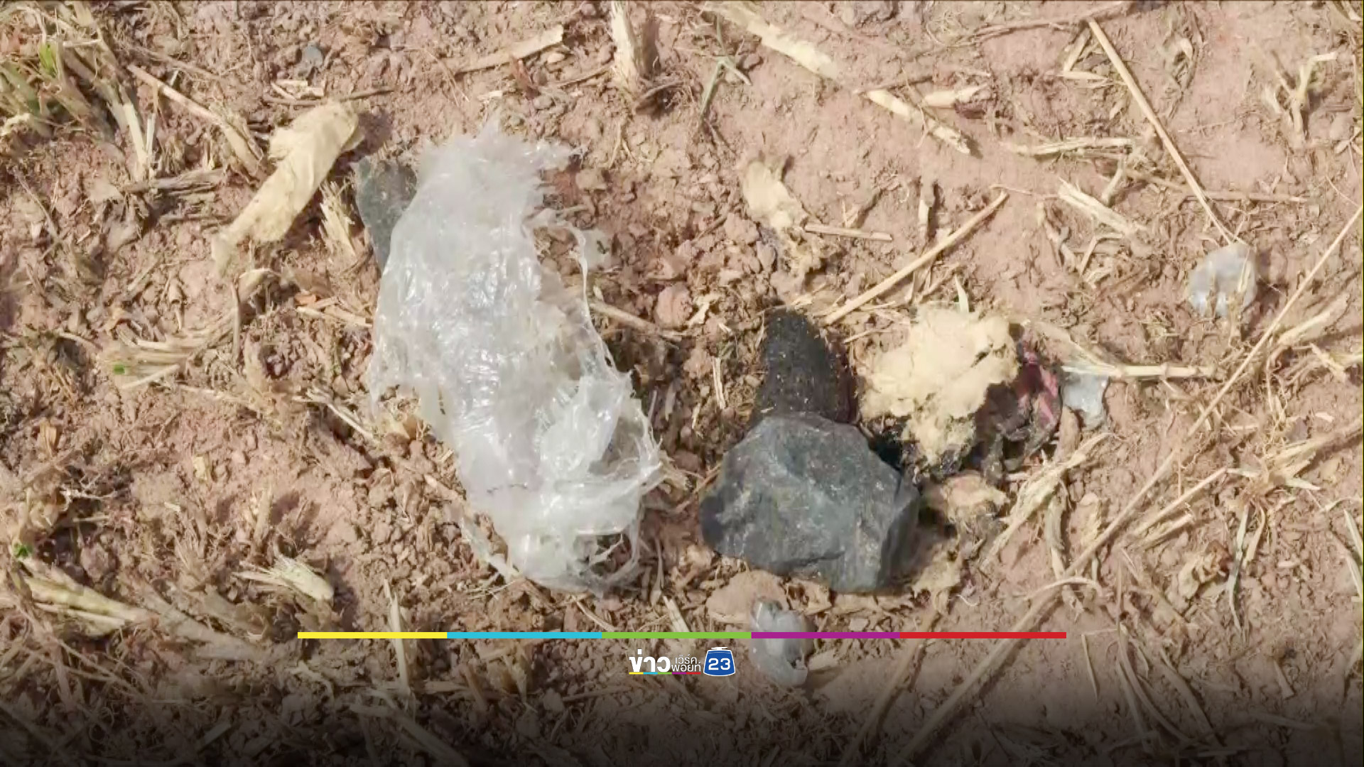 ป้าจูงวัวหลบแดดใต้ต้นไม้เหยียบระเบิดปริศนา วัวขาฉีก เจ้าของหวิดโดนด้วย