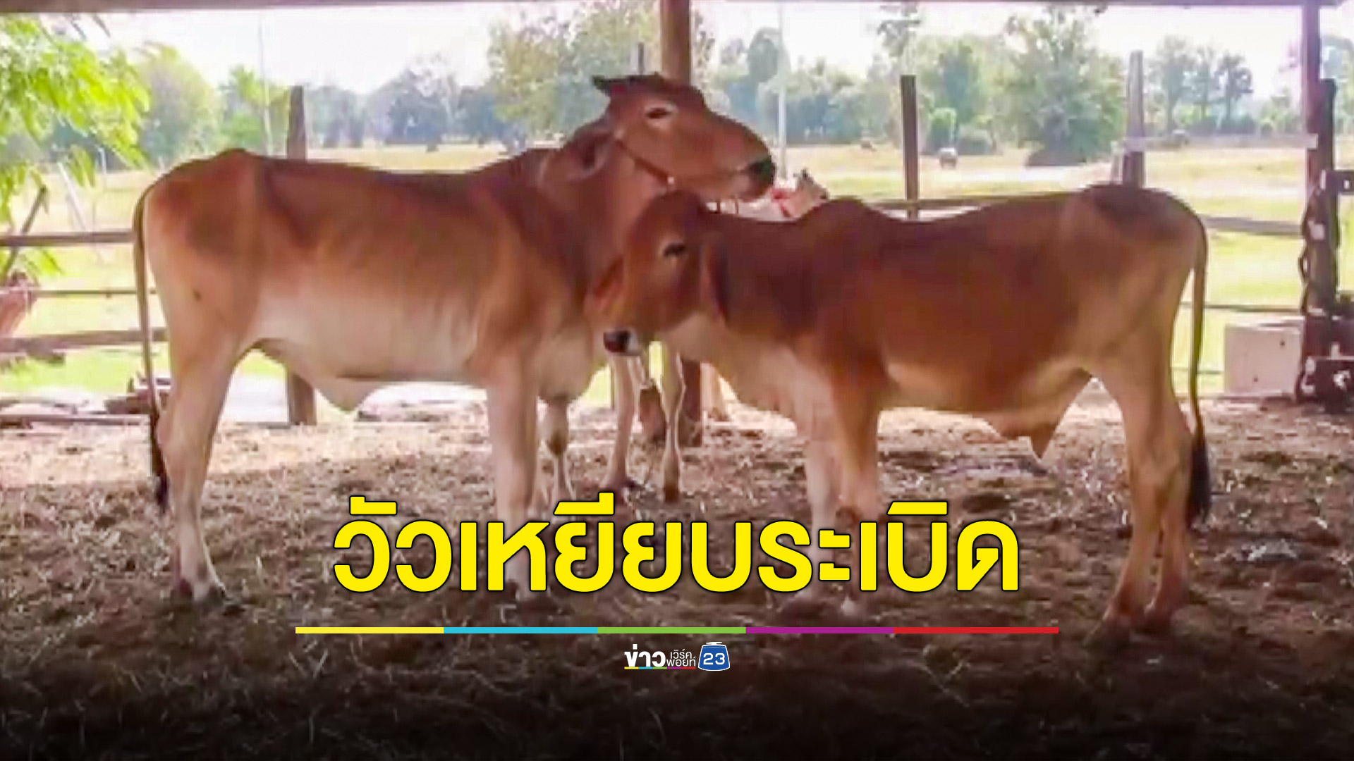 ป้าจูงวัวหลบแดดใต้ต้นไม้เหยียบระเบิดปริศนา วัวขาฉีก เจ้าของหวิดโดนด้วย