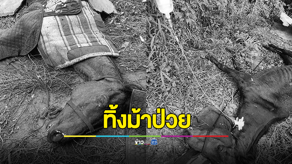 วอชด็อก เผย สนามม้าดัง ขนย้ายม้ากลางดึก ทอดทิ้งม้าป่วยไว้ระหว่างทางจนตาย
