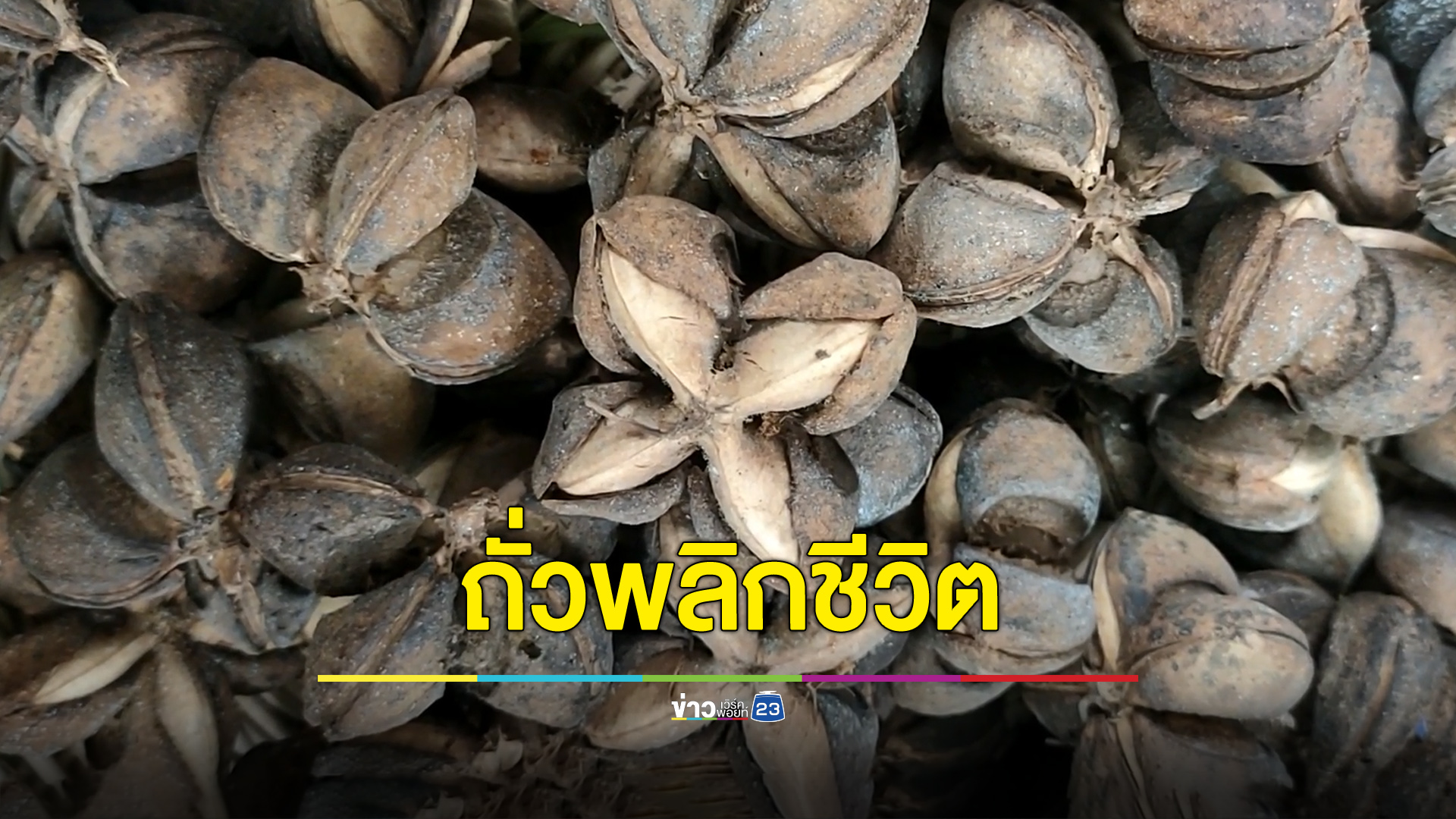 ถั่วพระราชทาน 1 เม็ด พลิกชีวิตชุมชนห่างไกล