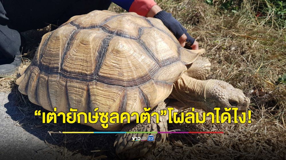 โผล่มาได้ไง! “เต่ายักษ์ซูลคาต้า” คลานข้ามถนนไปหยุดท้ายเก๋ง แห่จดทะเบียนรถเสี่ยงโชค